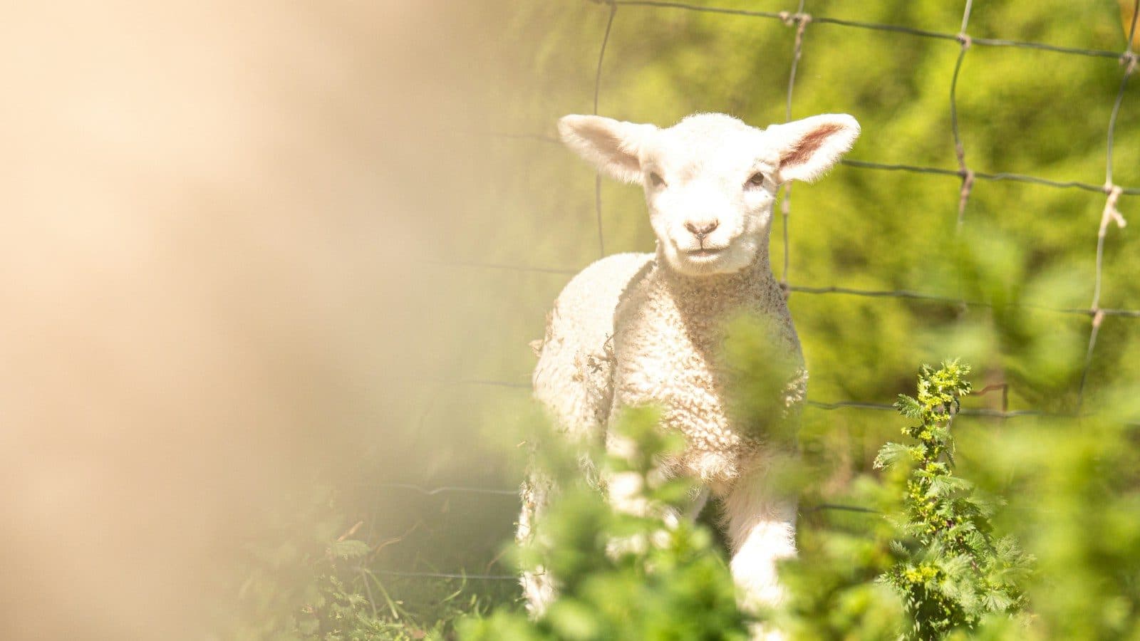 a lamb standing in the grass behind a fence