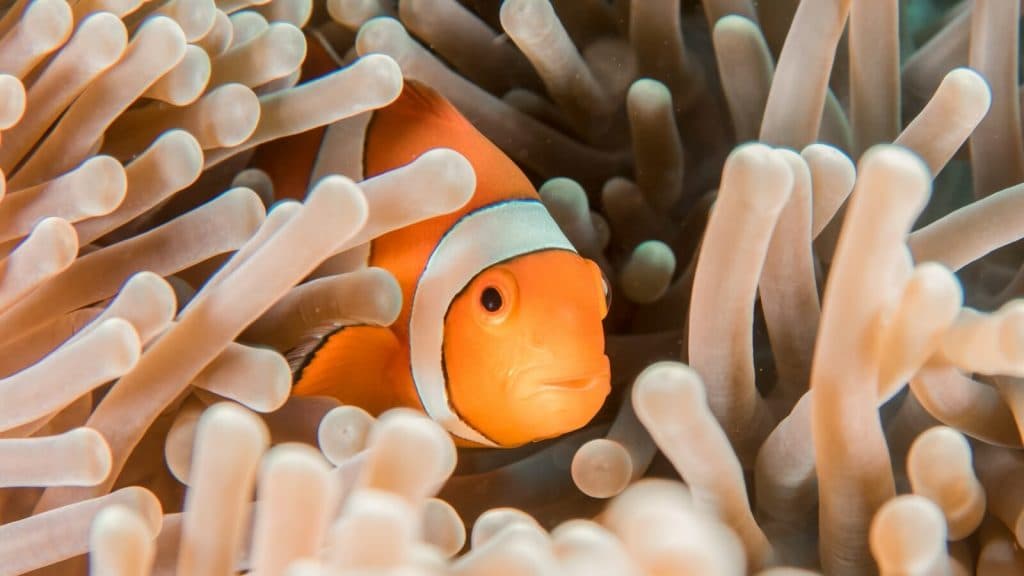 orange and white clownfish hiding in sea anemone